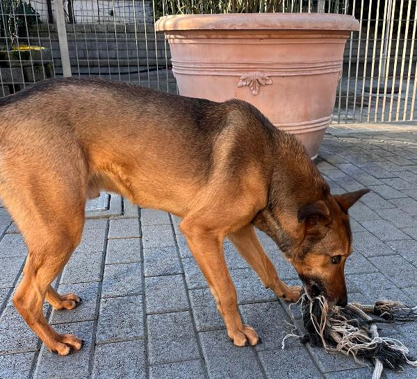 ULISSE LUPETTO Foto 9